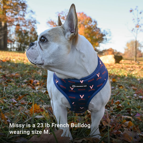 Missy is a 23 lb French Bulldog wearing size M.