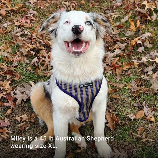 Miley is a 40 lb Australian Shephard puppy wearing size L.