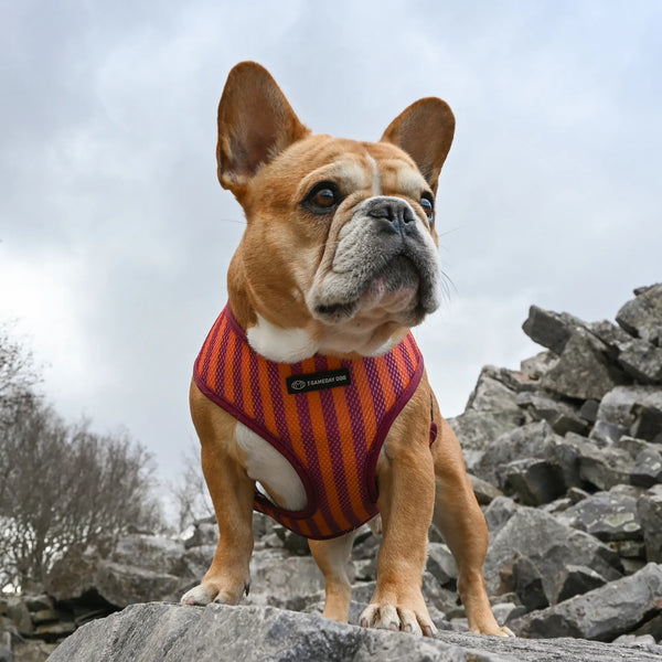 Virginia Tech Home & Away Reversible Harness