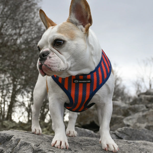 University of Virginia Home & Away Reversible Harness