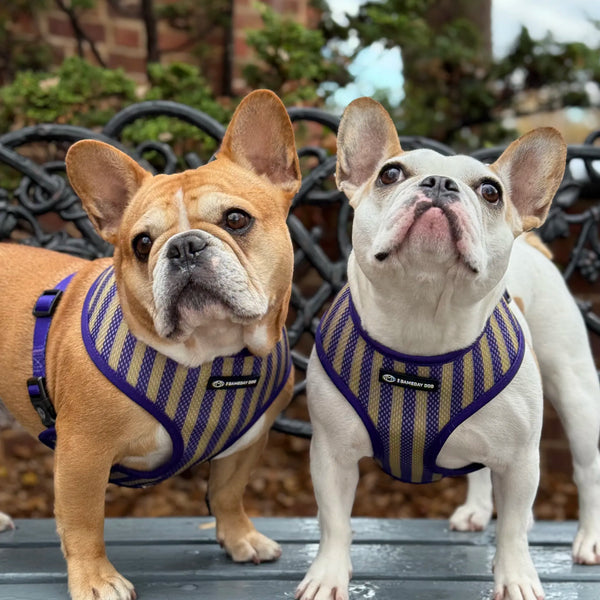 James Madison University Home & Away Reversible Harness