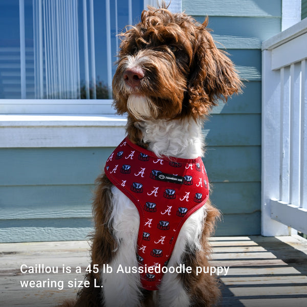 Aussiedoogle wearing a size large Alabama harness