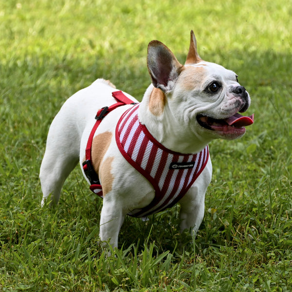 University of Alabama Home & Away Reversible Harness
