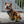Answer & Mekong Home & Away Reversible Harness