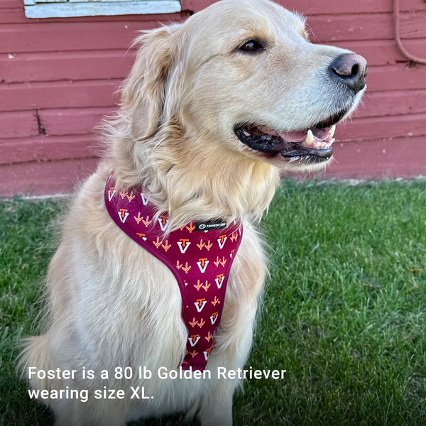 Foster is a 80 lb Golden Retriever wearing size XL.