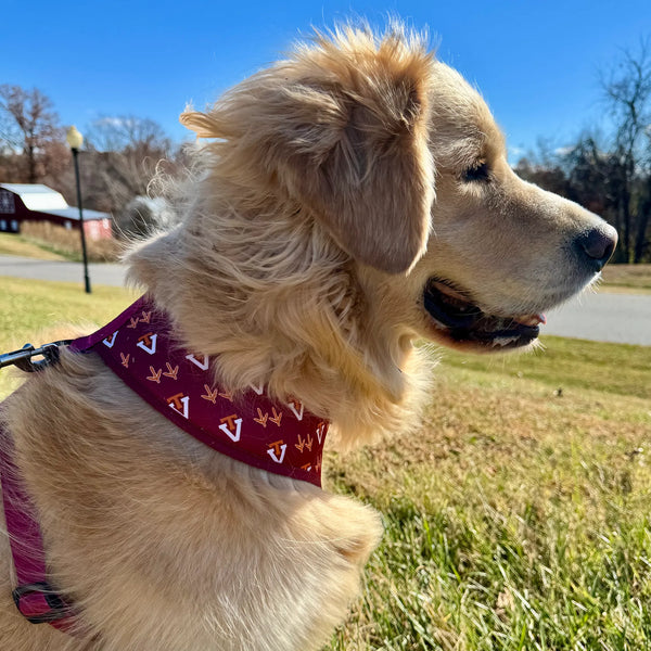 Virginia Tech Home & Away Reversible Harness
