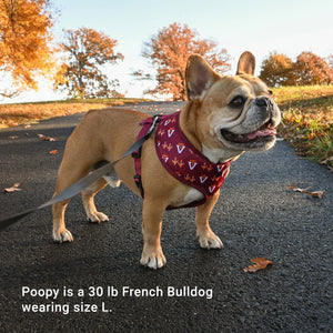 Poopy is a 30 lb French Bulldog wearing size L.