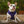 Missy is a 23 lb French Bulldog wearing size M.