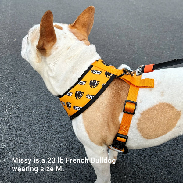 French Bulldog wearing a size M yellow harness with VCU logo on a gray pavement background