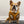 Virginia Commonwealth University Home & Away Reversible Harness