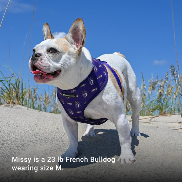 Missy is a 23 lb French Bulldog weaing a size medium JMU Dog Harness.