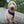Pixie is a Goldendoodle wearing harness size XL.