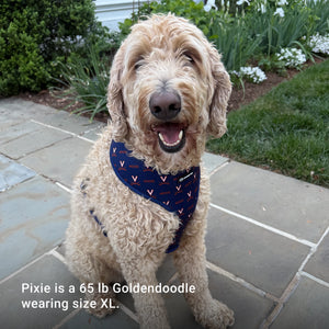 Pixie is a Goldendoodle wearing harness size XL.