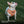 University of Tennessee Home & Away Reversible Harness