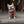 University of Virginia Home & Away Reversible Harness