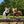 University of Virginia Home & Away Reversible Harness