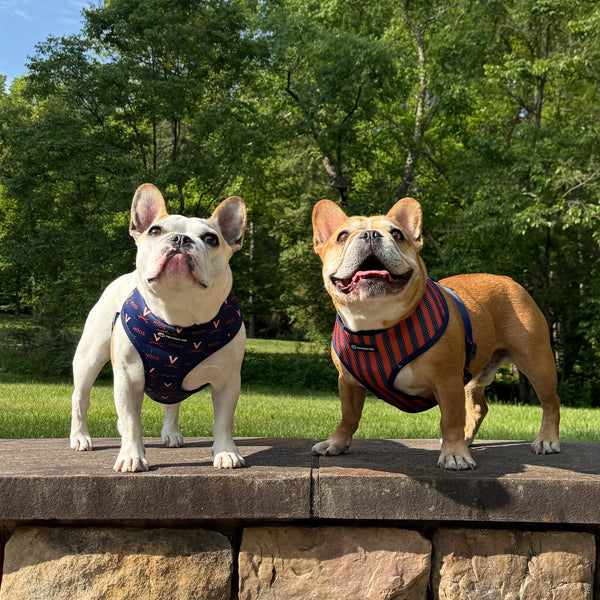 University of Virginia Home & Away Reversible Harness
